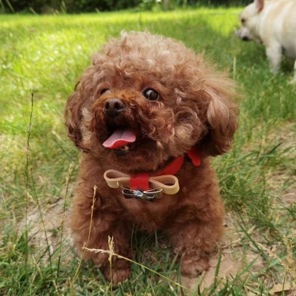 Conjunto de coleira de couro ajustável para cães de estimação para cães pequenos, médios e grandes, pug de pelúcia Yorkie Bulldog francês 6